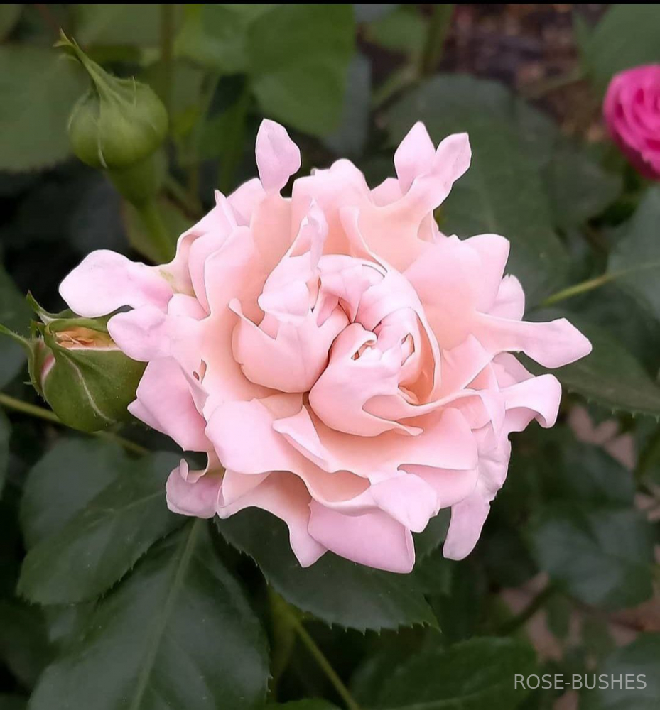 ���� ������. Sweet Ruffles. (�����, ����.) 